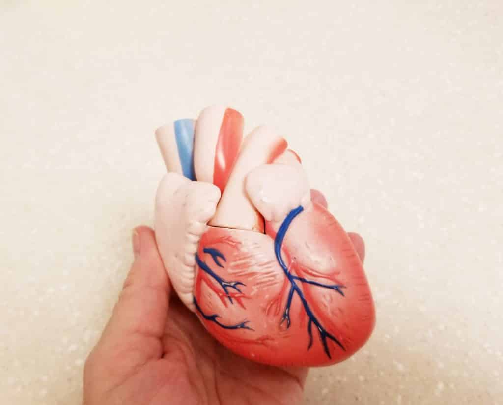 Le cœur ! Cœur humain ! La cardiologie !