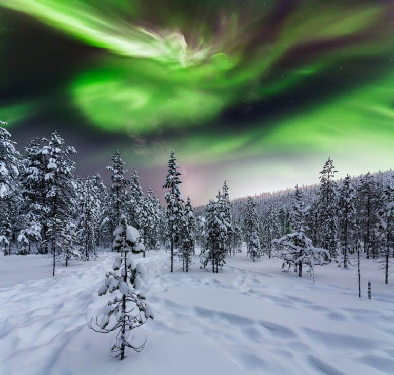 Foresta invernale di notte sotto l'aurora boreale. Finlandia