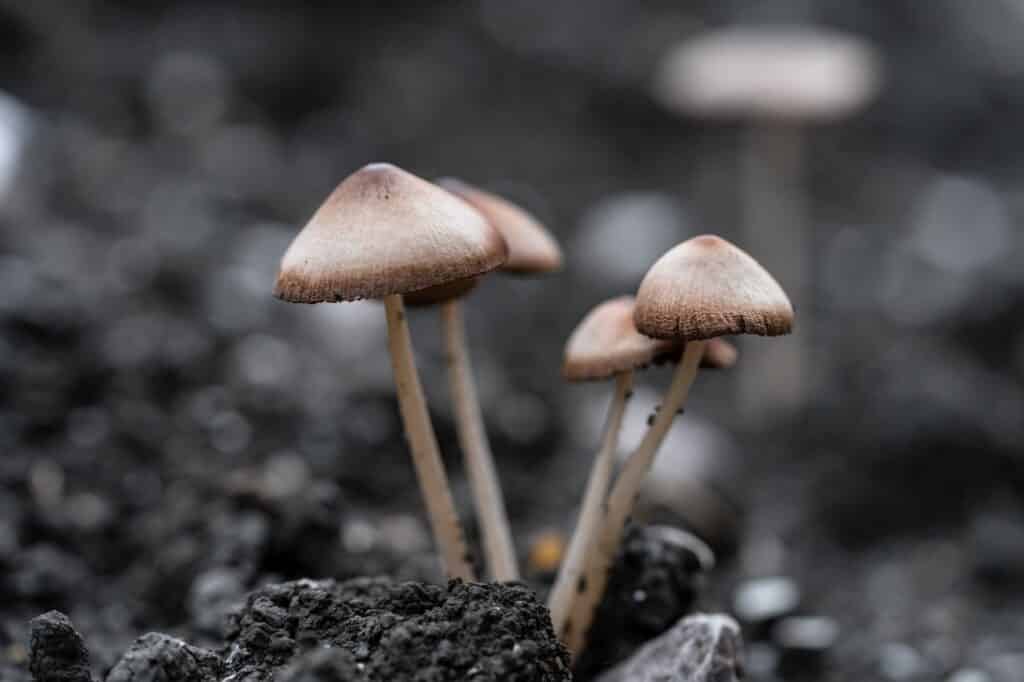 Nature petit champignon (Ne pas manger).