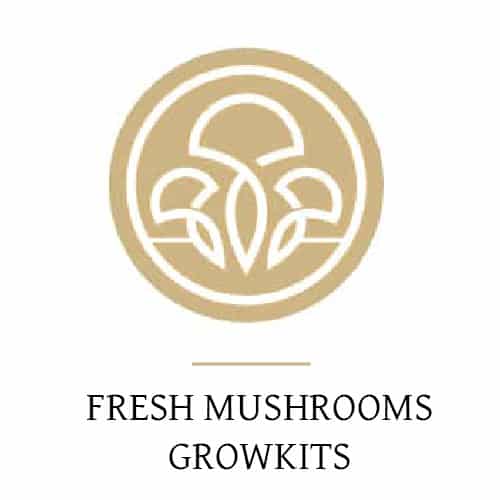 Kits De Culture Fresh Mushroom